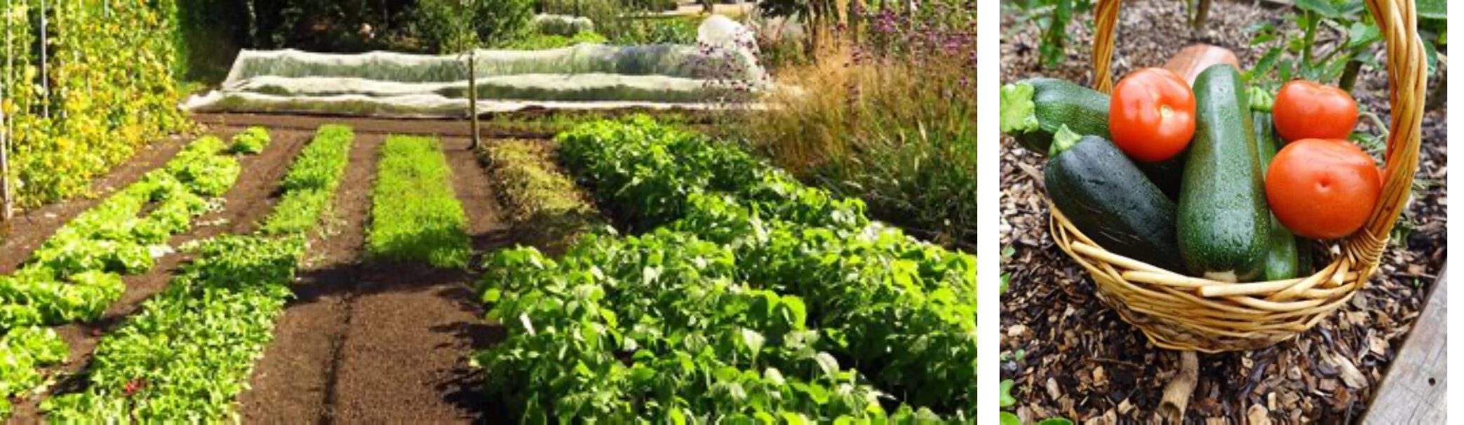 moestuin